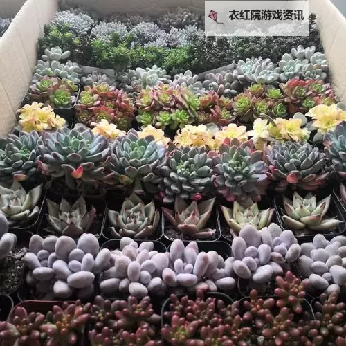 整篇都是车的多肉1V3比P:一场叙事与对战的极限对决图1