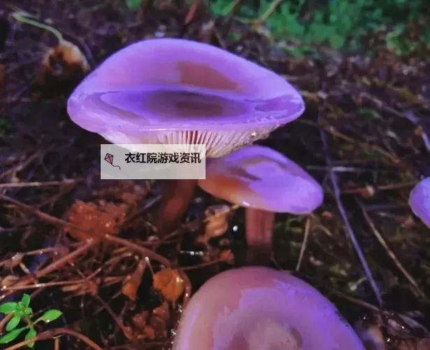 夜色下的记忆画卷：紫黑蘑菇横冲直撞红肿jH视频图1