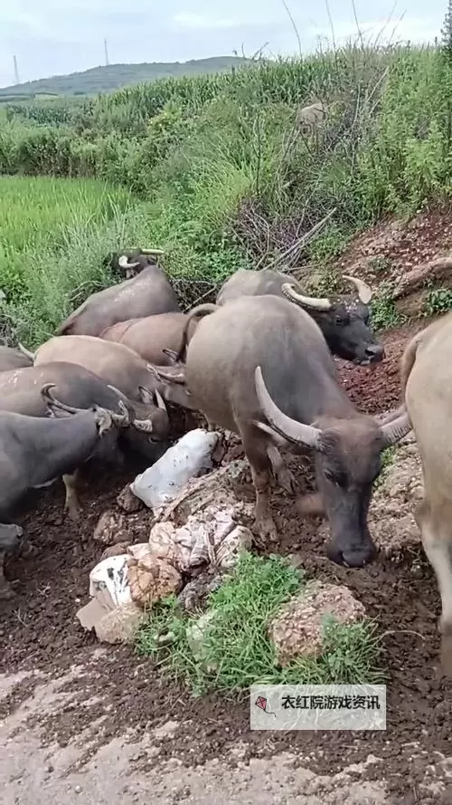 水牛影库存集1：草原光影的记忆篇章图1